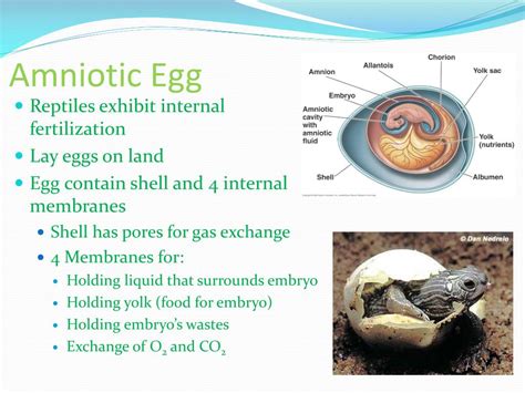 Image result for Vertebrate Embryo Development