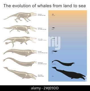 Image result for Whale Evolution Diagram