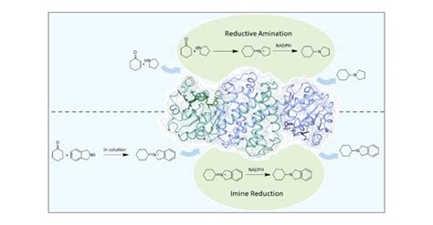 Image result for Reductive Aminase