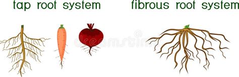 Image result for Different Root Systems
