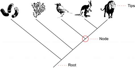 Image result for Biological Evolution Tree