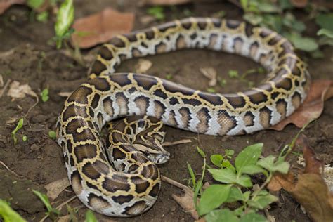 Image result for Wind Python Animal