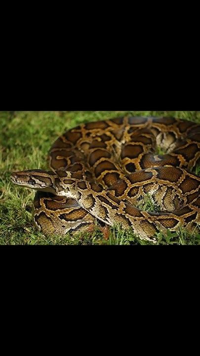Image result for African Burmese Python