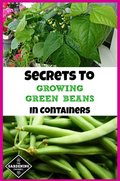 Image result for Growing Runner Beans in Containers