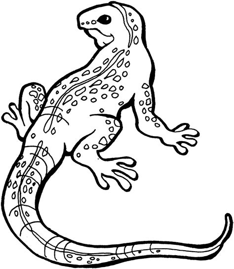 Image result for Lizard Color Sheet