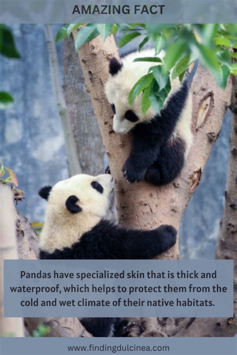 Image result for Panda Information