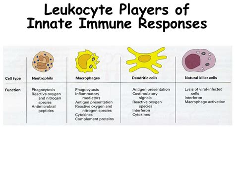 Immunity First Line of Defense に対する画像結果