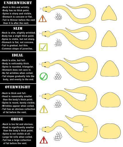 Image result for Snake Facts Ball Python