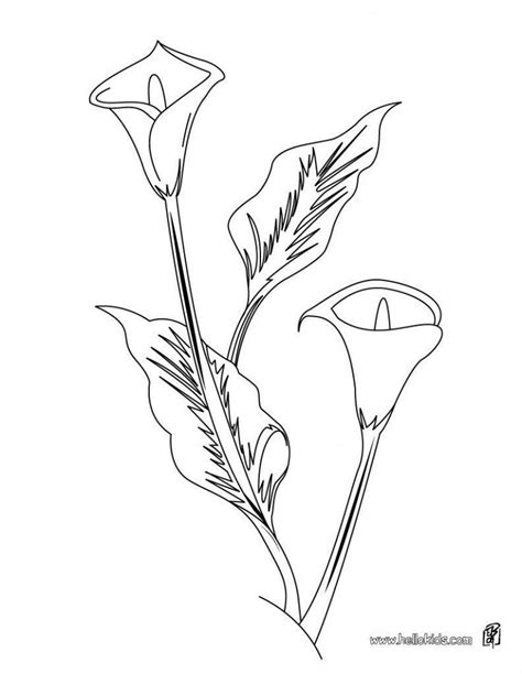 Image result for Calla Lily Line Drawing
