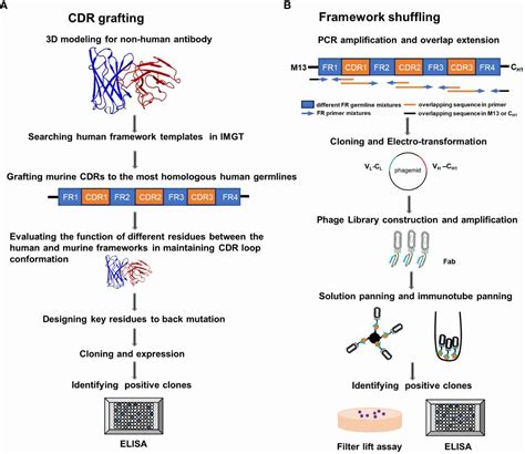 Afbeeldingsresultaten voor Affinity Maturation Method
