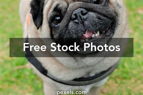 GUI Free-এর ছবি ফলাফল