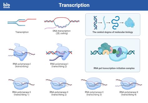 Image result for Transcriptomics PNG