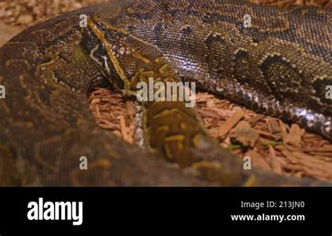 Image result for Python Feeding On Large Animal