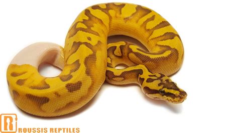 Toradh íomhá ar Super Enchi Ball Python