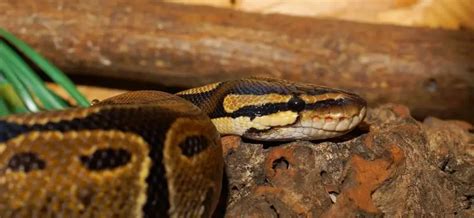 Image result for Sick Ball Python