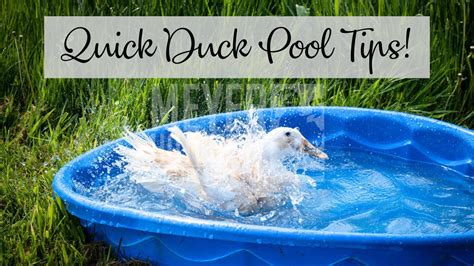 How to Get of Duck Out of My Pool に対する画像結果