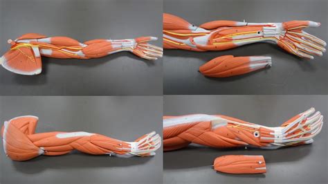 Image result for Arm Muscle Model Labeled