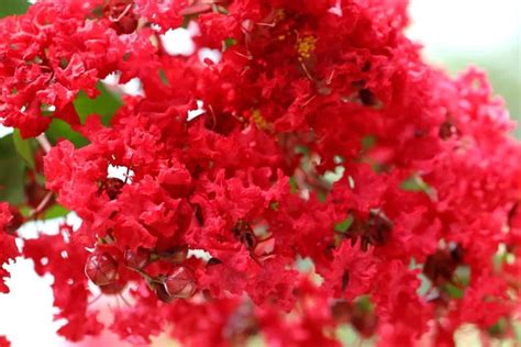 Image result for Blood Red Crepe Myrtle Tree