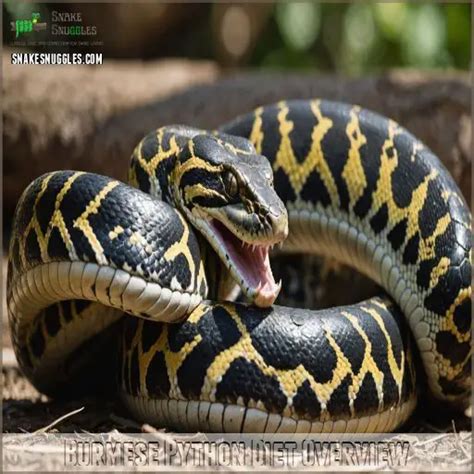 Image result for Burmese Python Food Chain