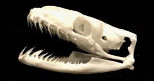 Image result for Bull Python Teeth