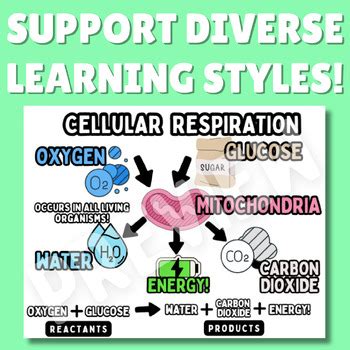 Cellular Respirration Chart に対する画像結果