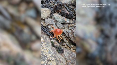 Image result for Octopus Changing Colour