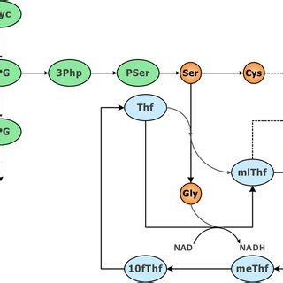 Image result for Th2 Feedback Loop