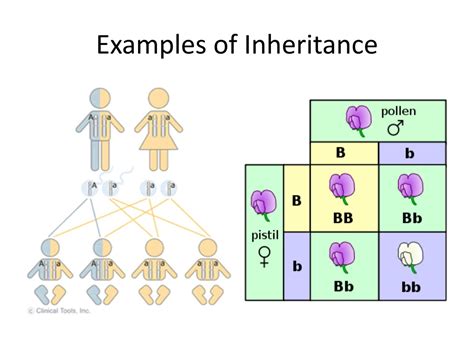 Live Example of Inheritance に対する画像結果