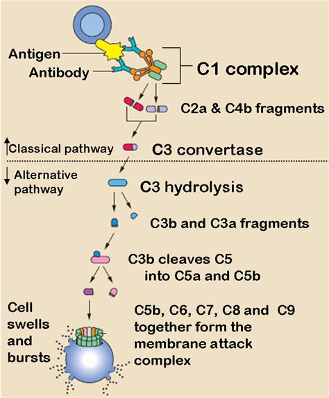 Afbeeldingsresultaten voor C3 Complement Cascade