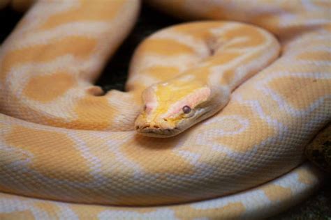 Image result for Python Yellow