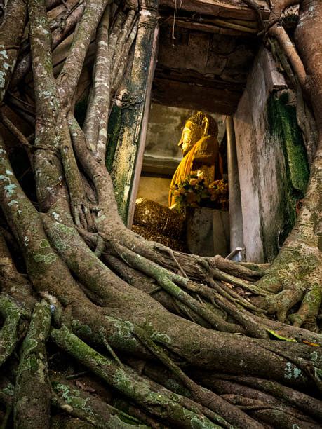 Bildergebnis für Tree Root Architecture