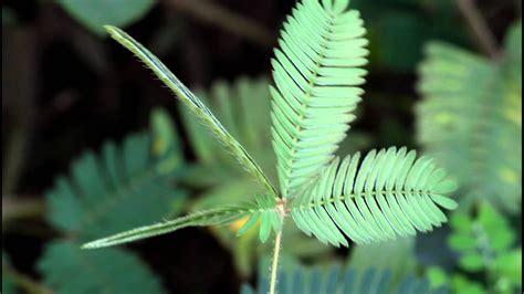 Image result for The Touch Me Not Plant in the Bahamas