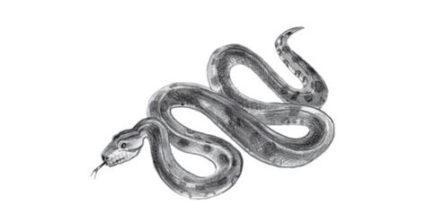 Image result for Drawing of Python Side View