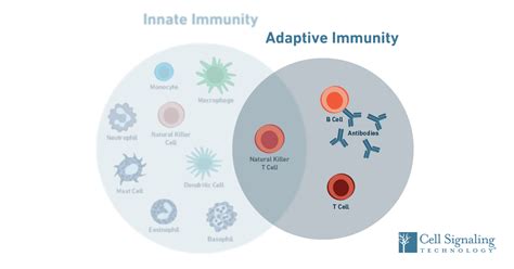 Afbeeldingsresultaten voor Adaptive Immunity Flow Chart