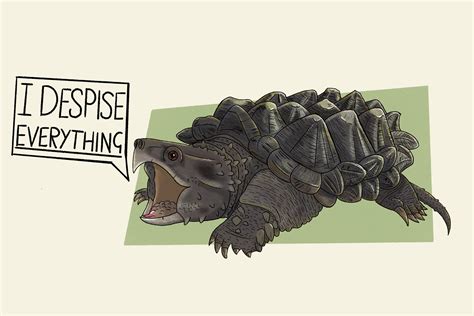 Toradh íomhá ar Drawing of Alligator Snapping Turtle Shell