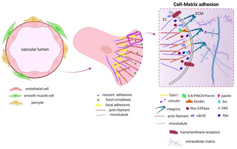 Afbeeldingsresultaten voor Focal Adhesion Simple Image