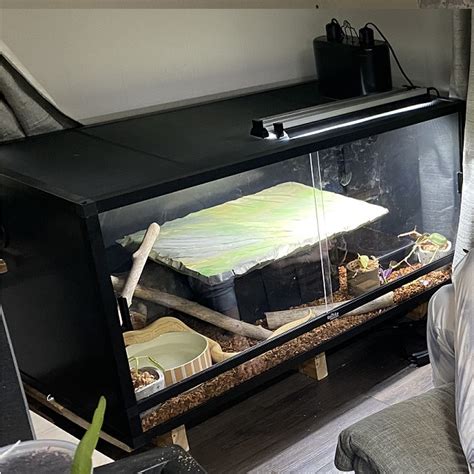 Image result for Ball Python 4Ft