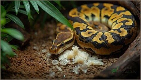 Image result for Ball Python Poop