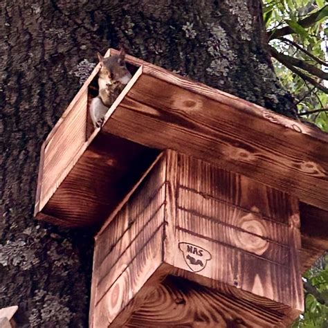 Fox Squirrel Nest Box に対する画像結果
