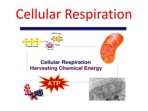 Image result for Popular Cell Processes
