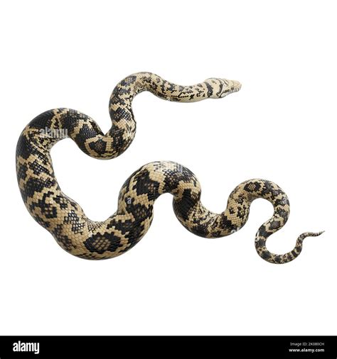 Image result for Scrub Python Dimensions