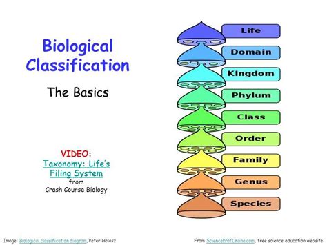 Taxonomy Classification All Options に対する画像結果