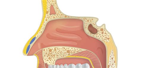 Image result for Nose Respiratory System