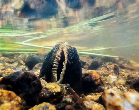 Image result for Edna Sampling Kit