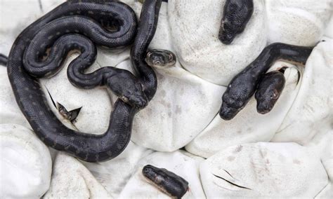 Image result for Diamond Python Fun Facts