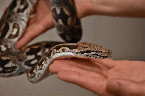 Toradh íomhá ar Python Snake with Man Dimensions