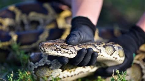 Image result for Killing Giant Pythons