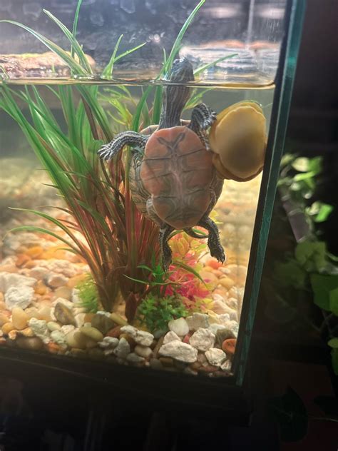 Image result for Turtle Shell Problems Pictures