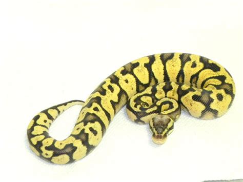 Image result for Yellow Pastel Ball Python