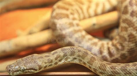 Toradh íomhá ar Stimson Python Snake Age Chart